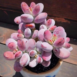 【乒乓福娘群生桩】群生胖嘟嘟有粉肉肥品相好精品老桩多肉植物