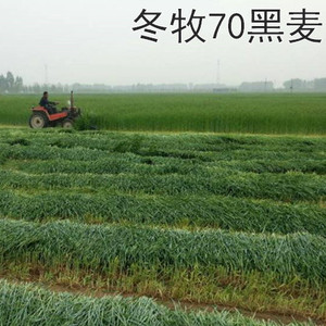 冬牧70黑麦