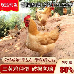 三黄鸡种蛋受精蛋可孵化小鸡纯种大型土鸡破损包赔高受精率