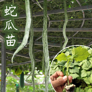 蛇瓜种子种籽苗秧阳台菜苗幼苗蔬菜四季秧苗蛇豆角苗子丝瓜南方孑