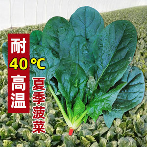 超耐热菠菜种子种籽高产籽种夏季夏天种植的高温蔬菜孑子波菜子了