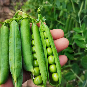 甜脆青豌豆种子豌豆种籽苗种台湾长寿豆仁碗豆孑尖种碗豆种籽批发