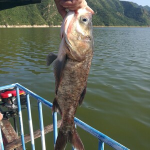 北京密云水库鱼胖头鱼鲜鱼 水库大头鱼新鲜胖头鱼野生5斤起拍