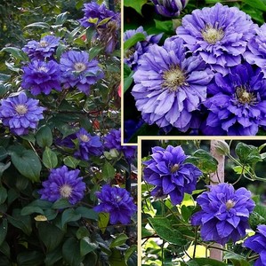 卡娜娃铁线莲,3年苗,62号新老枝都开重花瓣,耐热!