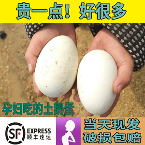 朗德鹅种蛋