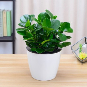 青叶碧玉盆栽豆瓣绿吸烟鬼烟味植物花卉室内花小型绿植四季除甲醛