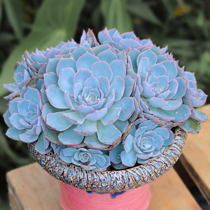 蓝石莲多头群生老桩多肉植物大颗好养大株肉肉花卉盆景稀有品种大