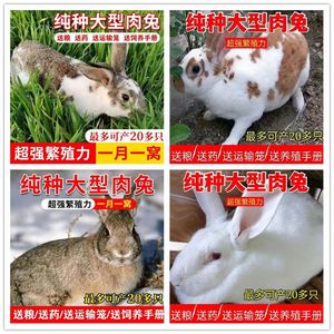 兔子活体大型肉兔月月兔新西兰比利时肉兔苗白兔肉兔种苗活物繁殖