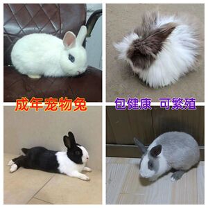 成年宠物兔活体家养纯白凤眼侏儒兔长不大垂耳种兔道奇猫猫兔活物