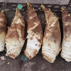 浙江诸暨新鲜现挖黄泥白肉大毛笋春笋冬笋天然野生楠竹笋蔬菜