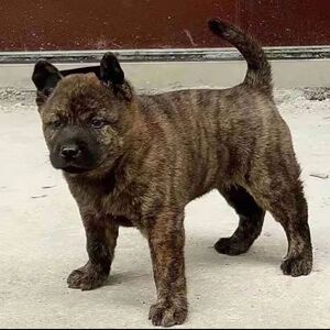 纯种中华田园犬虎斑犬幼犬活体五黑犬广西土猎犬五红犬四眼狗技术