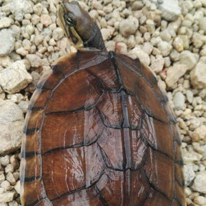 苹果红正宗越南石金钱龟南石幼龟头苗招财金线龟苗宠物小乌龟低价