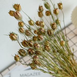 黑种草干花装饰真花风干天然高级花束真花客厅摆件ins风高端花材