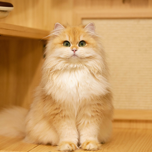 纯种长毛金渐层ny12幼猫崽英短毛猫活体矮脚赛级血统北京上海猫舍