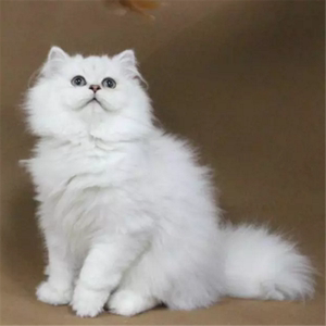 金吉拉幼猫 活体 纯种波斯猫长毛猫宠物猫舍出售小猫咪可爱纯白色