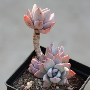 霜之朝多肉植物 多头小老桩 防辐射吸甲醛绿植盆栽花卉实物拍摄