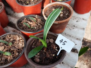 君子兰毛兰串彩兰道子一颗小苗子