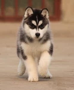 纯种活体宠物狗幼崽哈士奇雪橇犬幼犬三把火家养眼哈奇士幼犬狗狗