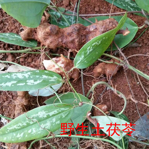 现挖新鲜野生土茯苓苗冷饭团硬饭头煲汤营养带薯块发货包成活