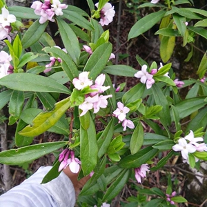 瑞香野生