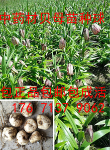 湖北贝母