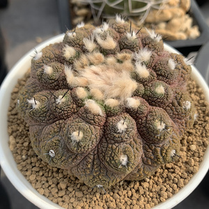 花定缘 实生蜥蜴皮copiapoa hypogea "lizard skin仙人球龙爪球
