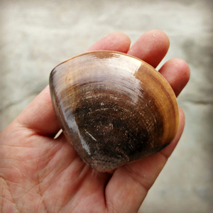 野生贝类新鲜车螺海蛤蜊黄蛤特产纹文蛤蜊花甲螺海鲜水产鲜活花蛤