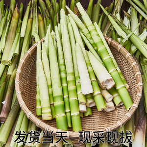 新鲜小竹笋现拔