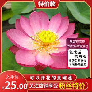 (醉湘云)小型碗莲种藕荷花盆栽莲花水培观赏植物【建国碗莲苑】