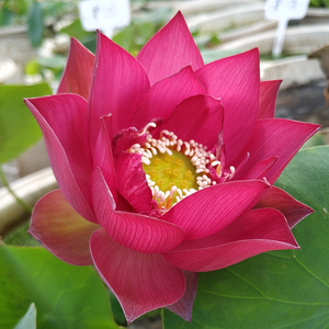 中国红上海红小型碗莲种藕荷花阳台盆栽莲水培观赏植物建国碗莲苑