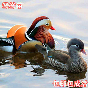 鸳鸯鸟活物苗鸳鸯鸭幼崽人工养殖正宗一对七彩科尔鸭活体仔宠物