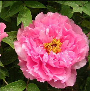 肉芙蓉牡丹花苗