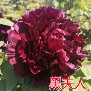 黑夫人牡丹花苗大苗盆栽室内外庭院绿植正宗观赏重瓣牡丹花带花苞