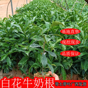 广西牛奶根苗白花牛奶根树苗煲汤香料药材苗竹叶榕牛乳根带土带叶