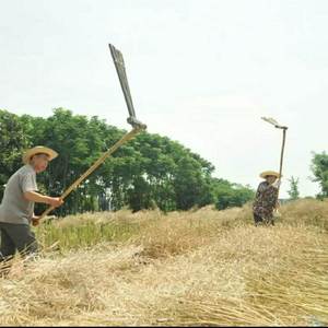 农具打菜籽打菜籽连盖,打油菜籽连枷,打胡t豆豌豆豆子农村用的.