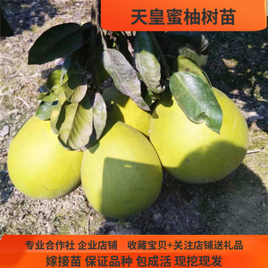 正宗天皇蜜柚苗 湖南果树苗正宗天皇蜜柚苗 柚子树苗人气热卖