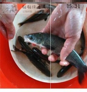 螺丝青鱼黑草鱼鱼苗20公分淡水活大鲫一斤大食用活鱼养殖螺蛳青