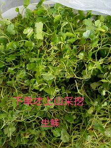 青草药新鲜野生天胡荽破铜钱满天星草落得打鱼鳞草步铺地锦500g草