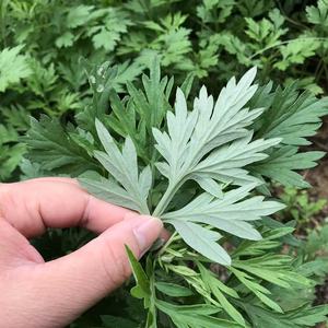 新鲜现摘艾叶食用艾草叶清明草青团糍粑农村野生艾篙叶生艾叶500g