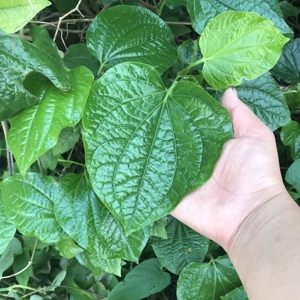 蛤蒌叶新鲜现摘野生蛤蒌叶假蒟叶青蒌叶蛤蝼假娄菜山捞叶500g包邮