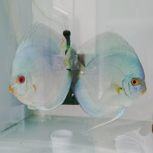七彩神仙鱼蓝钻
