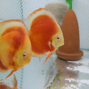 彩民七彩神仙鱼鱼苗白化财神红眼赤瞳白化财神 淡水热带鱼观赏鱼