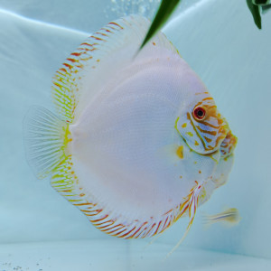 彩民 七彩神仙鱼 鱼苗 马来白蝴蝶 极光蓝小型淡水热带观赏鱼包邮