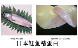 鲑鱼精蛋白日本进口核酸DNA核蛋白修护紧肤胶原蛋白搭档原料纯粉