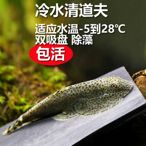 冷水清道夫爬岩吸鳅鱼缸清洁除藻观赏鱼原生双吸盘琵琶鳅冷水鱼