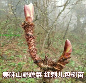 野生红刺包树苗 刺老芽苗 刺嫩芽苗 刺儿包树苗 新鲜蔬菜水果树苗