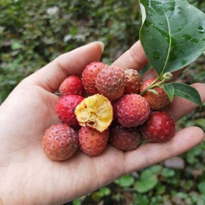 山荔枝苗