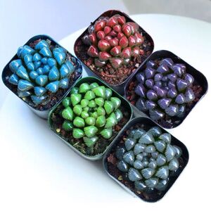 彩色玉露多肉植物盆栽冰灯水晶雨露新手好养肉肉室内阳台桌面花卉