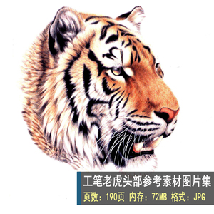 480 高清国画图片素材 工笔老虎技法作品参考素材图片 设计素材