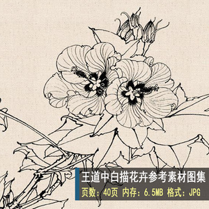 839 高清白描图片素材 王道中工笔白描花卉作品参考素材 设计素材